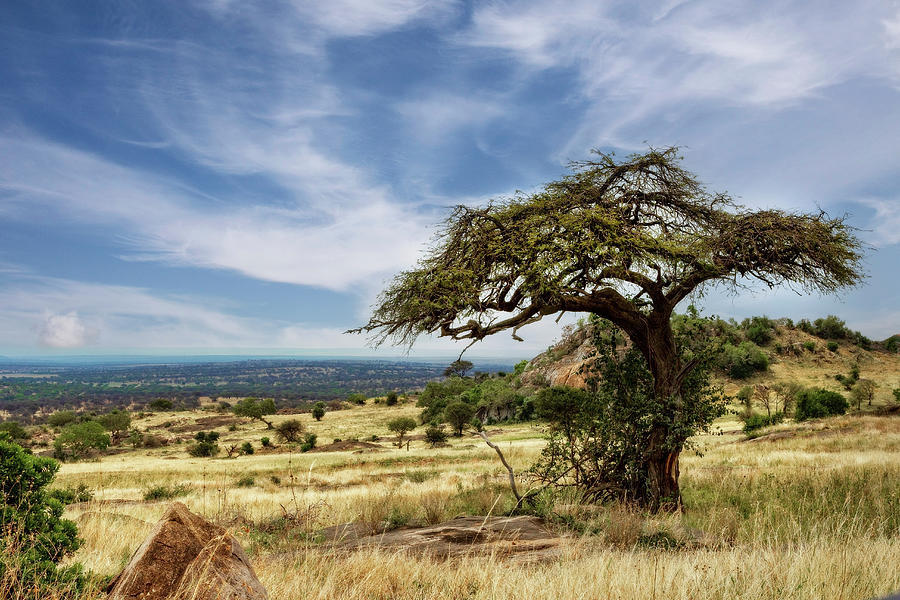 Iconic African Landscape Photograph by Kay Brewer