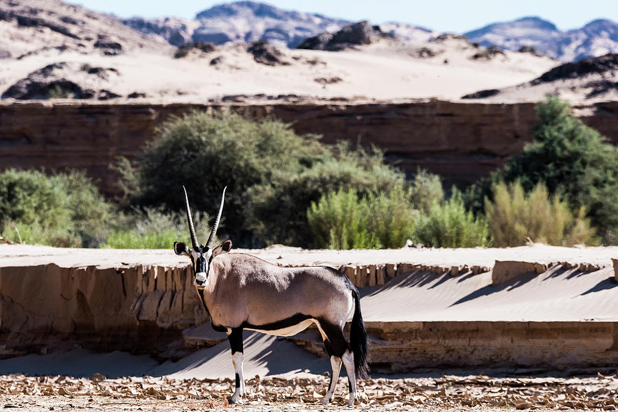 Iconic desert adapted antelope, the Oryx Photograph by ROAR AFRICA by Rockford Draper