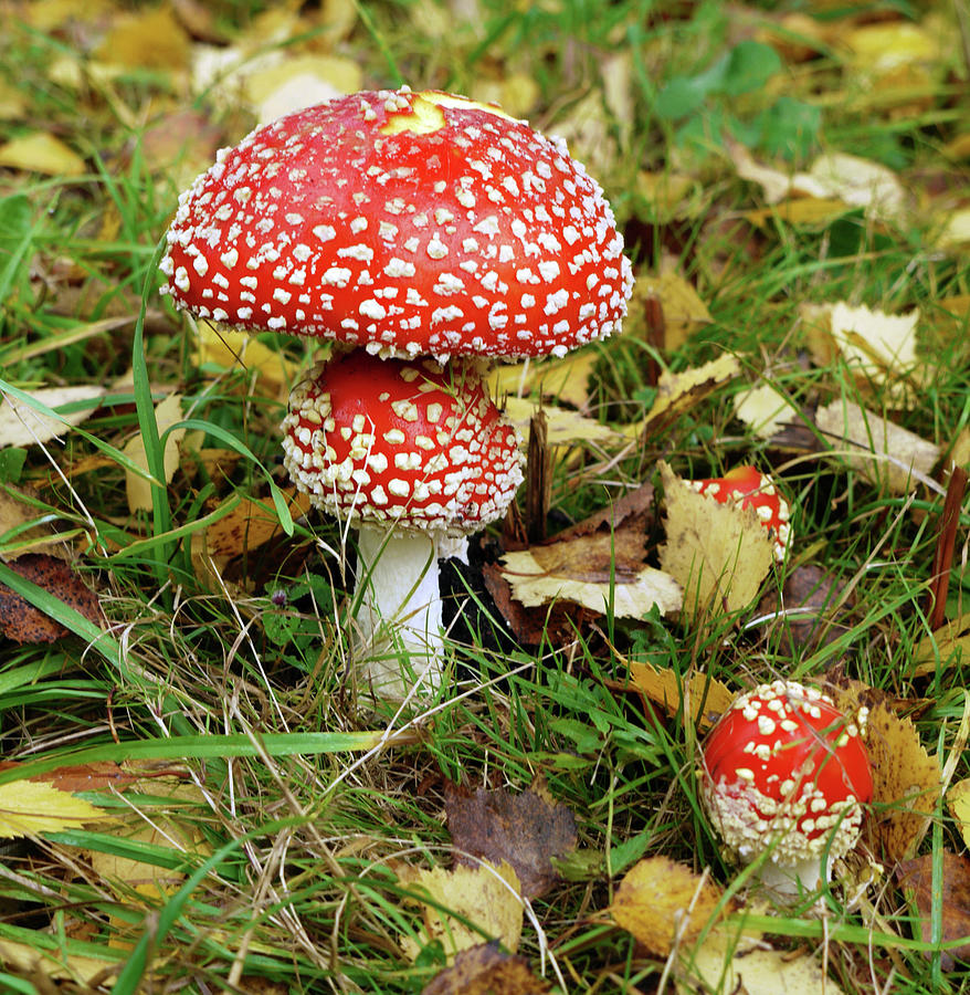 Iconic Mushroom Photograph by Dave Williams | Fine Art America