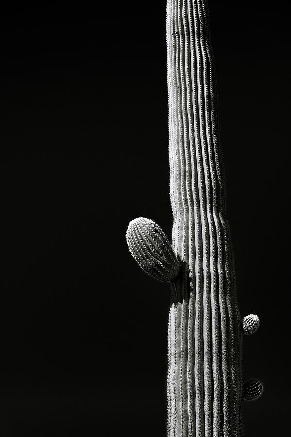 Iconic Saguaro Photograph by Kelly VanDellen