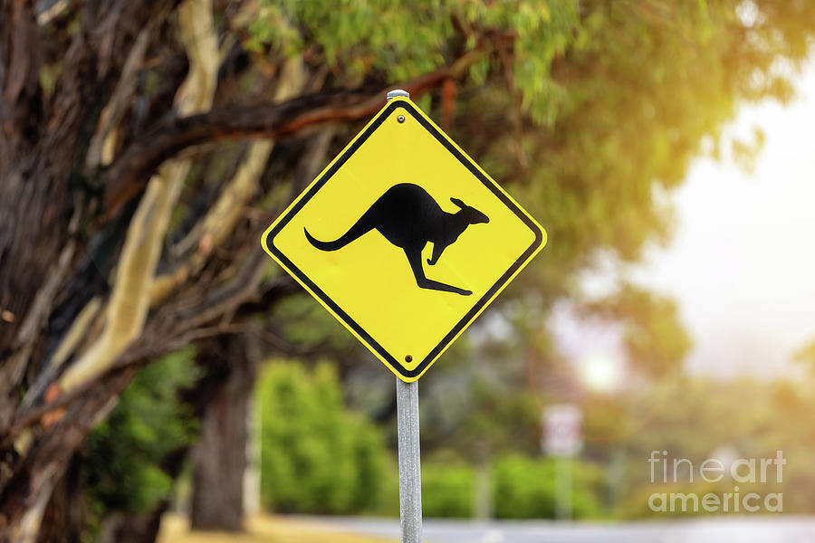 Iconic yellow and black sign warning of kangaroos in the vicinity. Australian urban scene with eucalyptus trees in sunlight. Photograph by Jane Rix