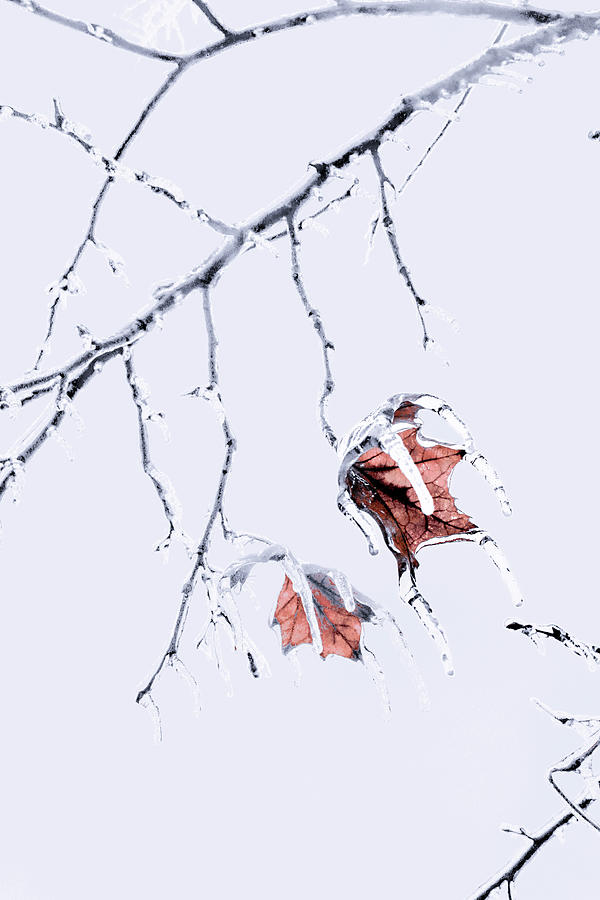Icy American Sycamore Leaves  Photograph by W Craig Photography