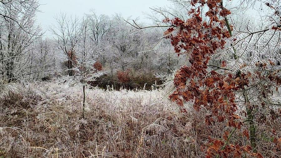 Icy Arkansas Morning  Photograph by Ally White