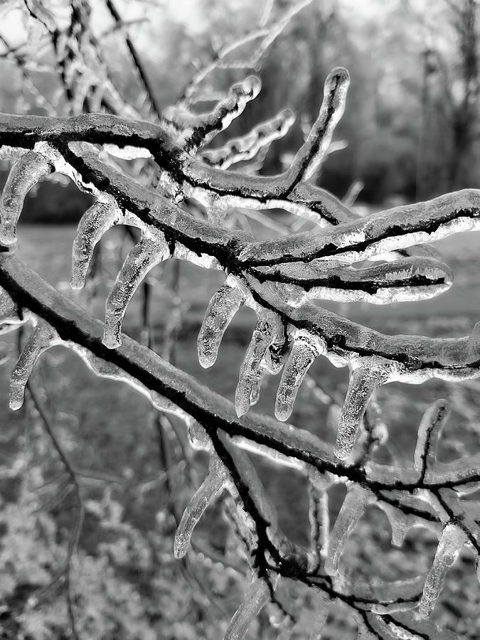 Icy Branch Photograph by Ally White