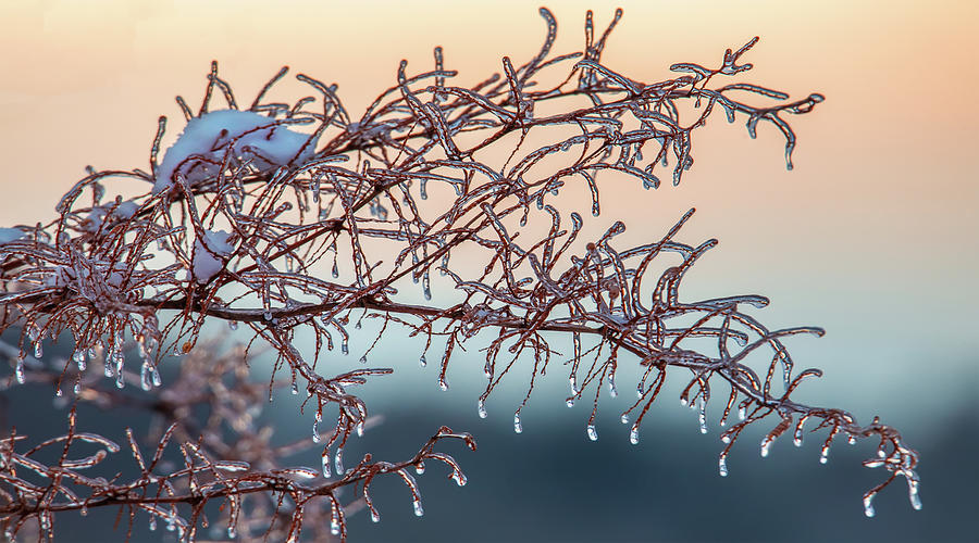 Icy Branch Sunset Photograph by White Mountain Images