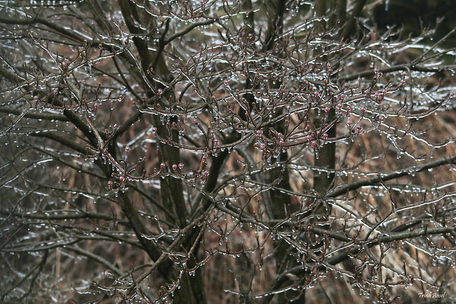 Icy Branches Photograph by Trina Ansel