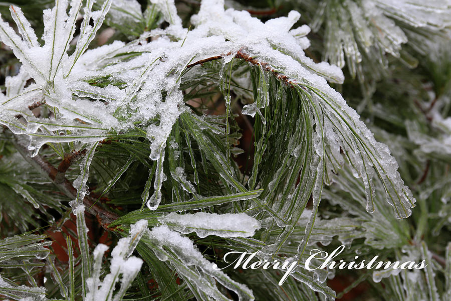 Icy Dream of Pines 122621 card Photograph by Mary Bedy