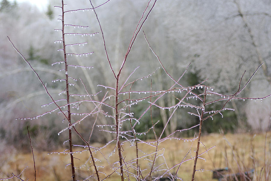 Icy Drops Photograph by Sue Capuano