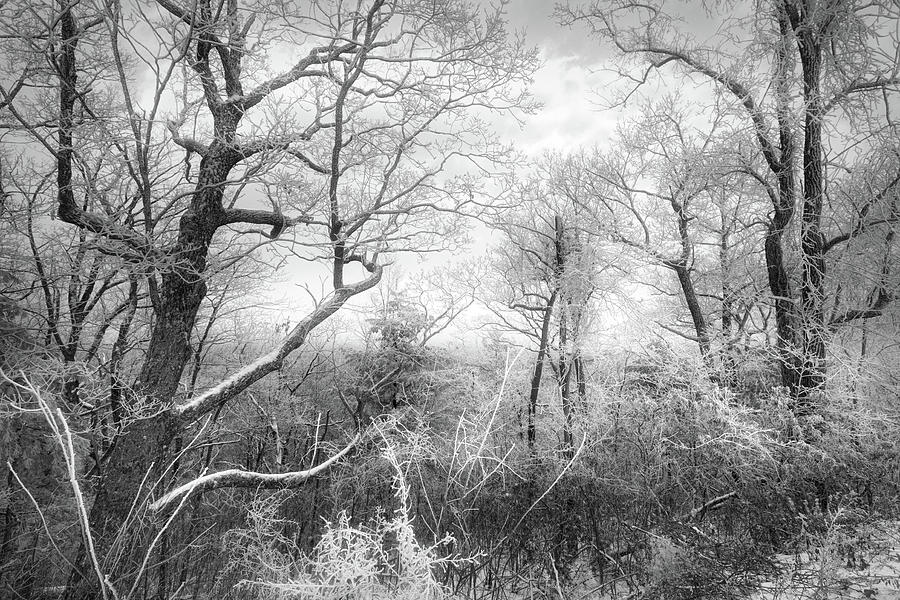 Icy Forest Trees Black and White Photograph by Debra and Dave Vanderlaan
