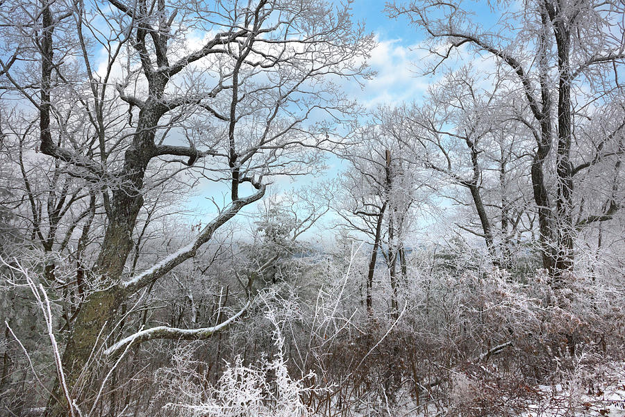 Icy Forest Trees Photograph by Debra and Dave Vanderlaan