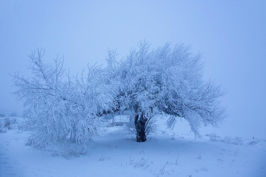 Icy Frosty Blue tree Photograph by Lynn Hopwood
