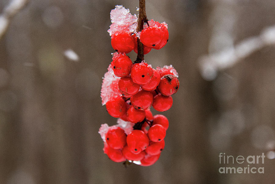 Icy Possumhaw Winter Berrys Photograph by Bob Phillips