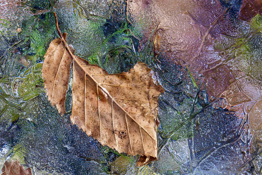 Icy Leaves Photograph by Karen Smale