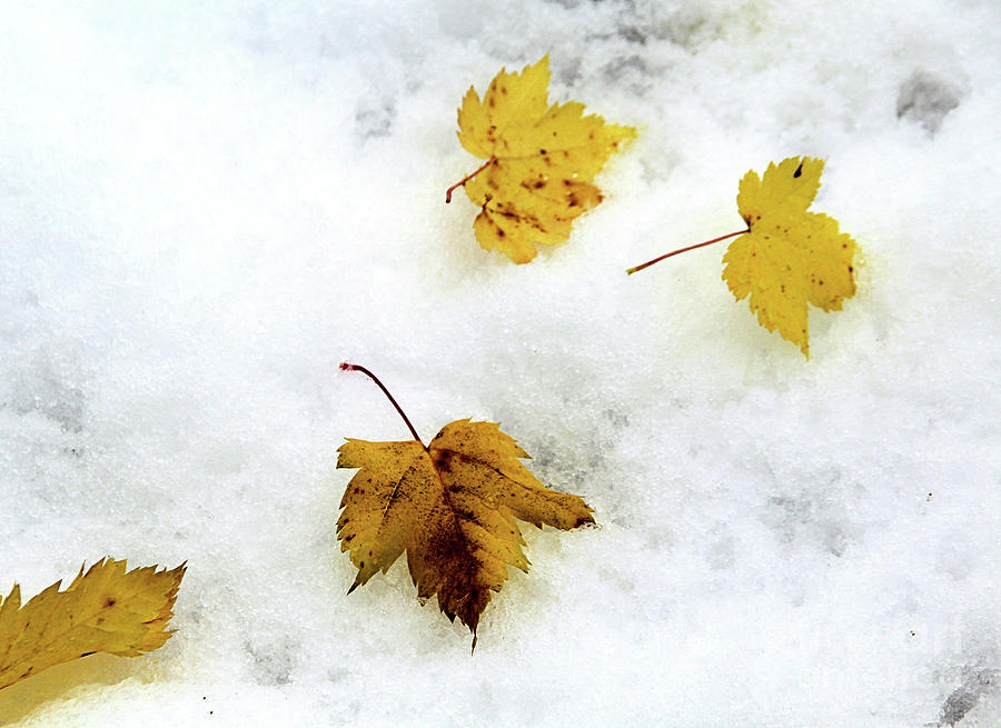 Icy Leaves Photograph by Roland Stanke - Fine Art America