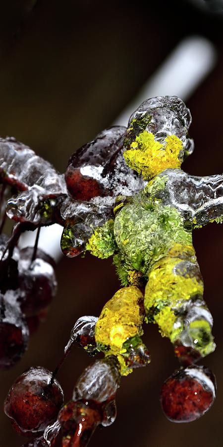 Icy Moss And Crab Apples Photograph by Jerry Sodorff