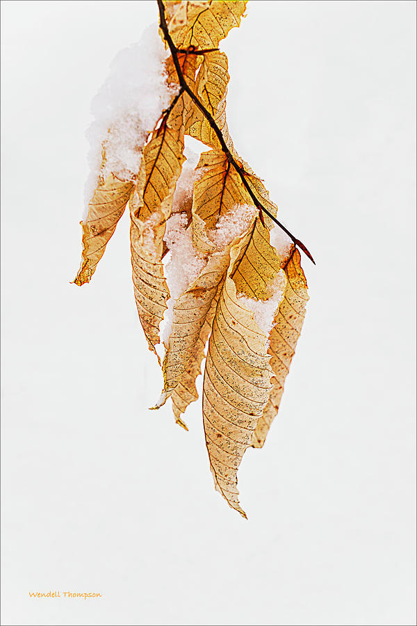 Icy Oak Leaves Photograph by Wendell Thompson