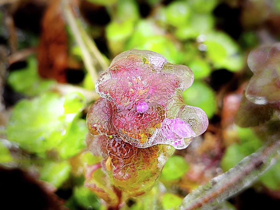 Icy Purple Deadnettle  Photograph by Ally White