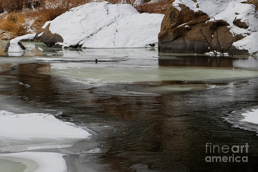 Icy South Platte and a Dipper Photograph by Steven Krull