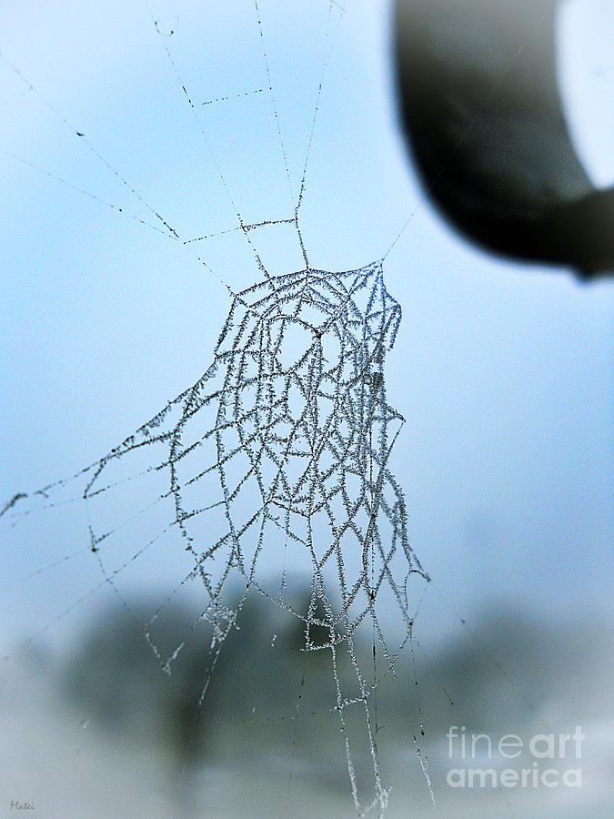 Icy Spiderweb Photograph by Ramona Matei