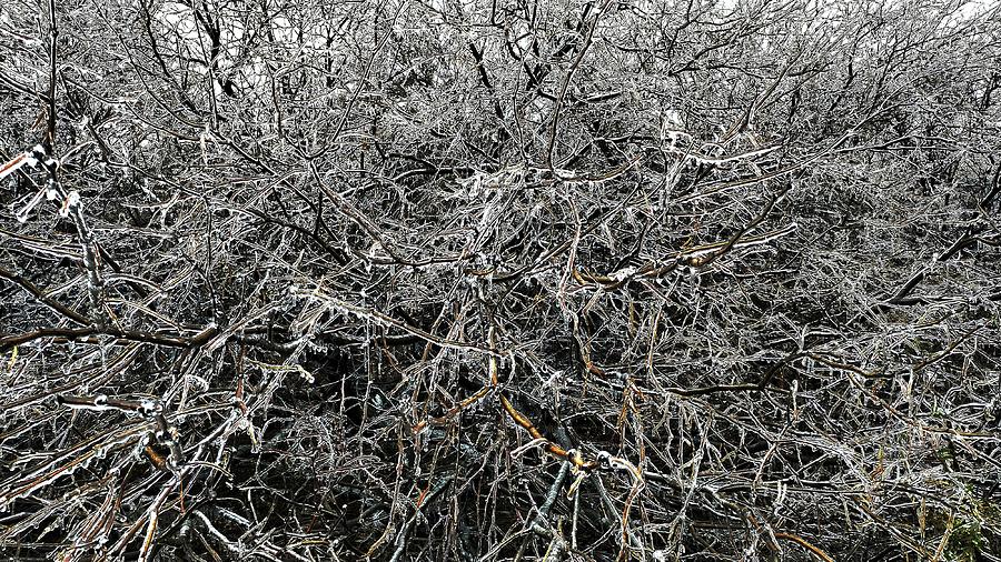 Icy Tree Branches Photograph by Nature Wall Posters - Fine Art America