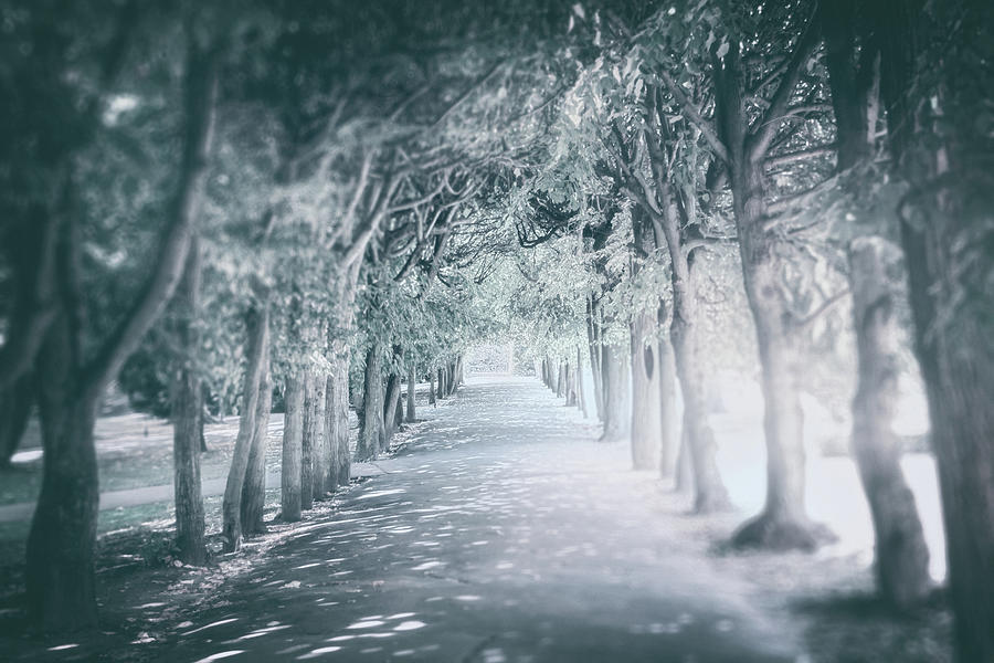 Icy Tree Lined Path Oliwa Park Gdansk Poland Photograph