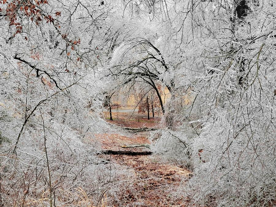 Icy Tree Tunnel  Photograph by Ally White