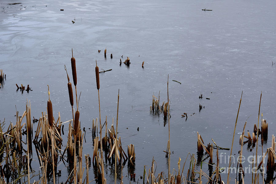 Icy Waters - Bavelaw Marsh Photograph by Yvonne Johnstone