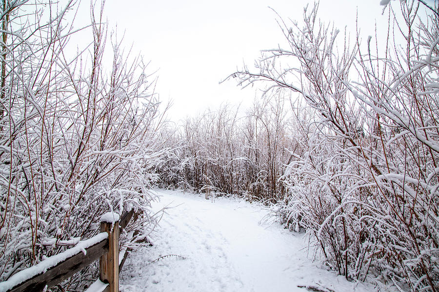 Icy Winter Path Photograph by Dart Humeston