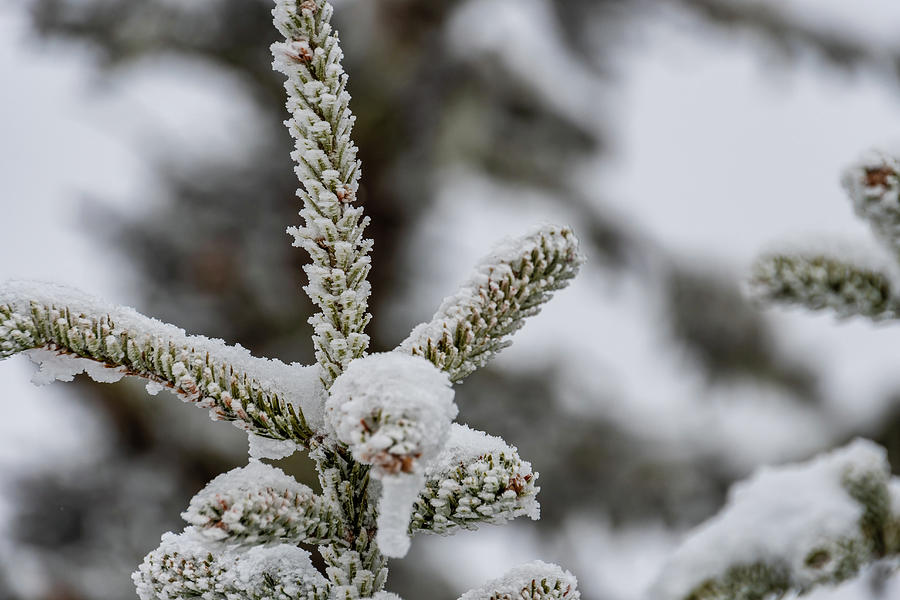 Icy Winter Pine Branch Photograph by Chad Dikun