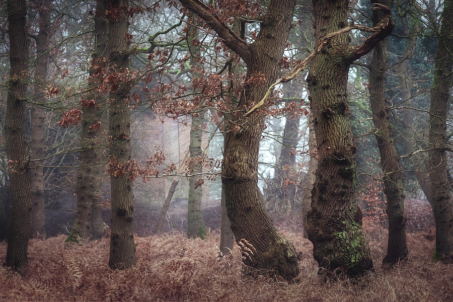 Winter Photograph - Id rather be a forest by Roelie Steinmann