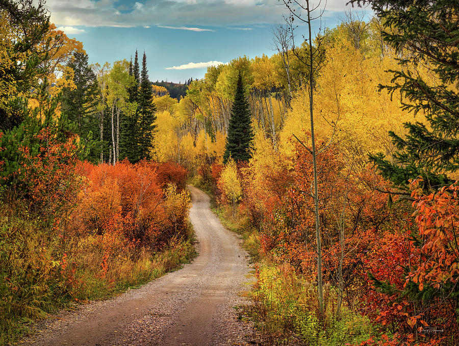 Nature Photograph - Idaho Autumn Road Targhee by Leland D Howard