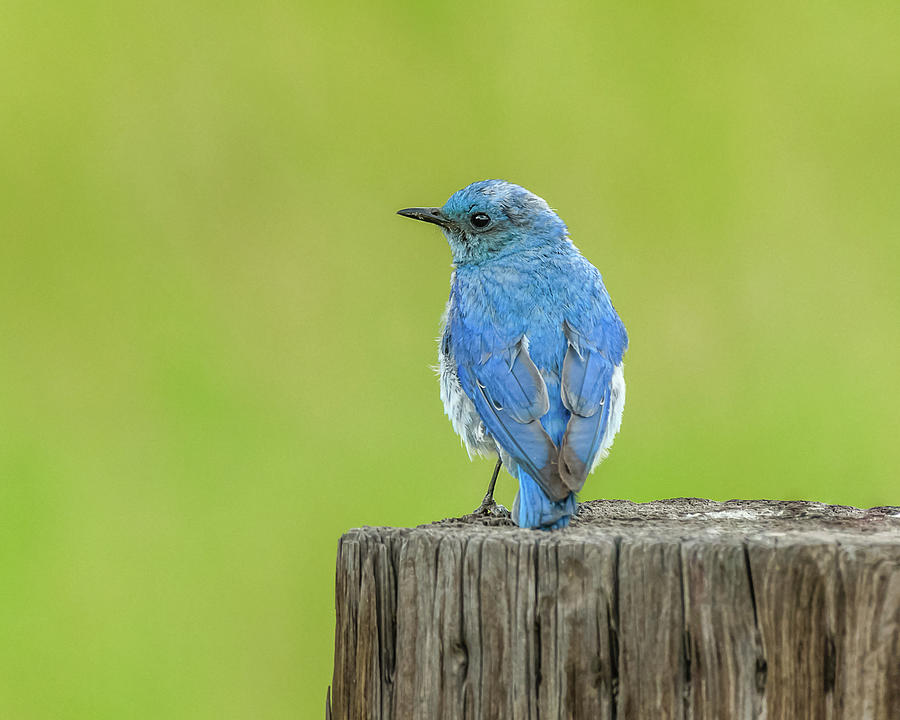 Idaho Bluebird During Summer Photograph by Yeates Photography