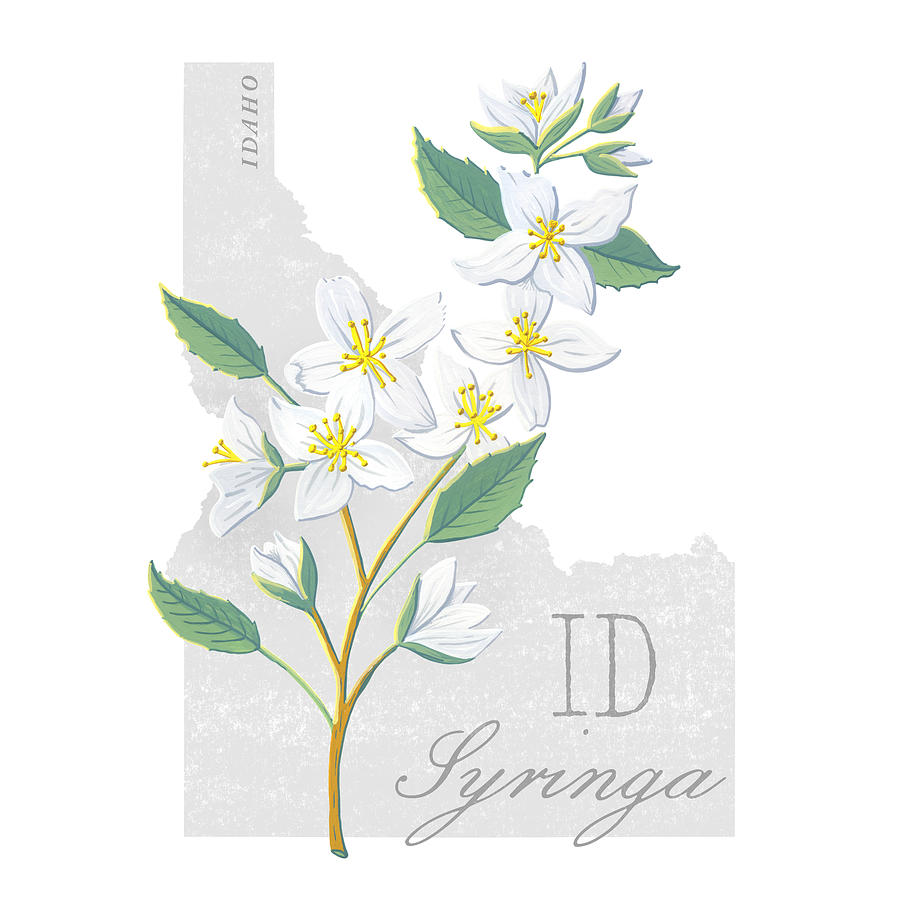 Idaho Flower Syringa Art by Jen Montgomery Painting by Jen Montgomery