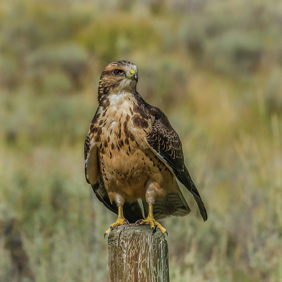 Idaho Hawk Hunting Photograph by Yeates Photography