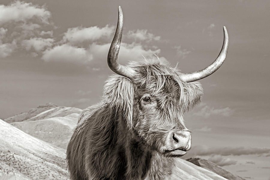 Idaho Highland Cow Photograph by Steve Smith - Fine Art America