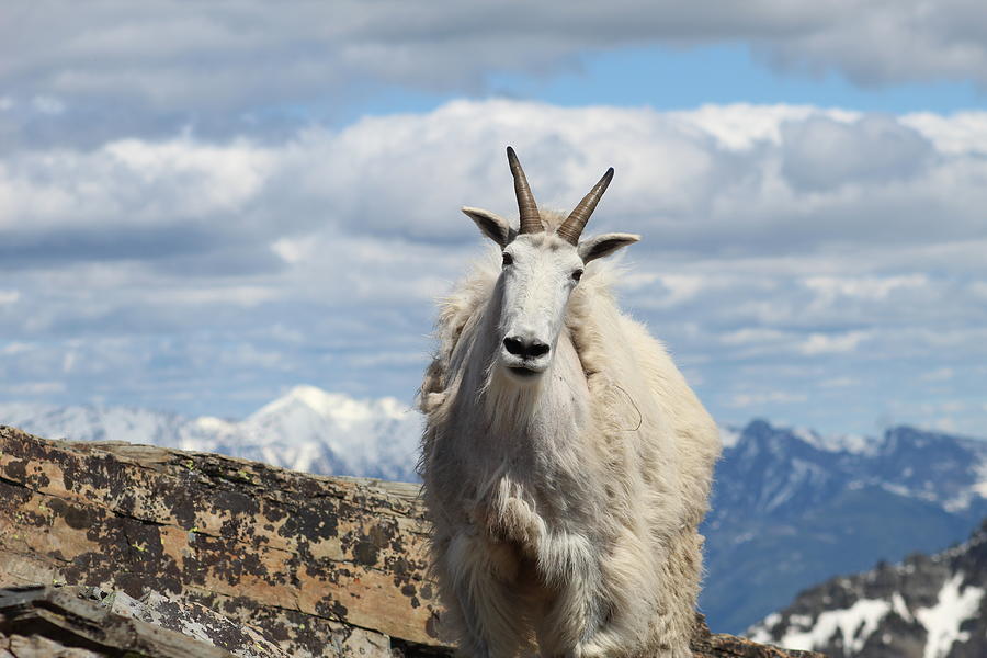 Idaho Mountain Goat Photograph by Casey Attebery - Fine Art America