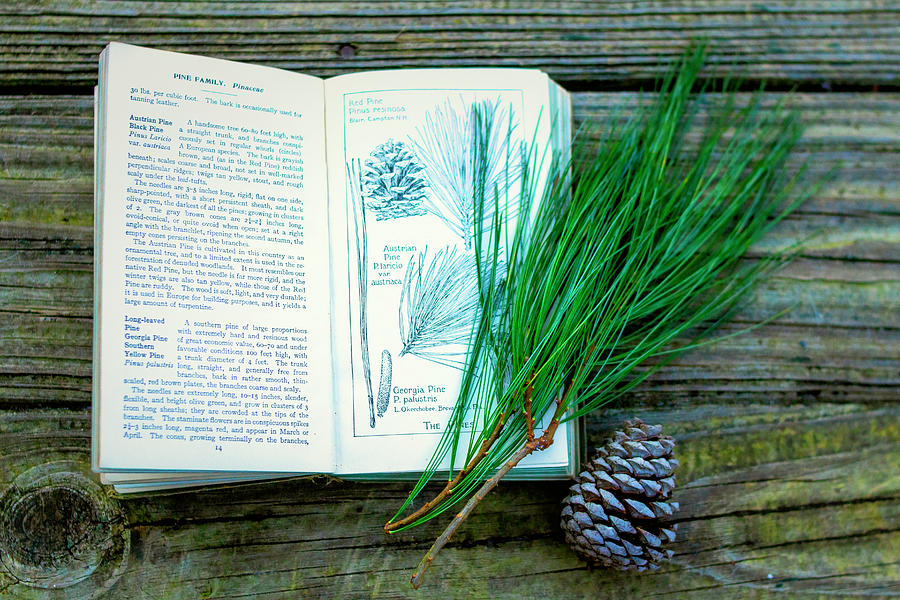 Identifying Pines Antique Guide Photograph by Kristia Adams