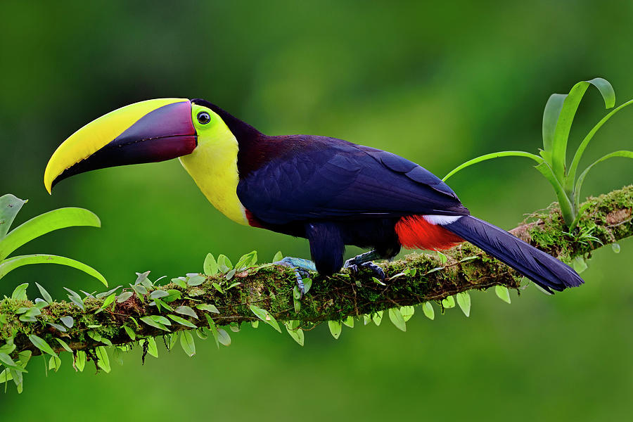 Toucan Photograph - Identity Crisis by Tony Beck
