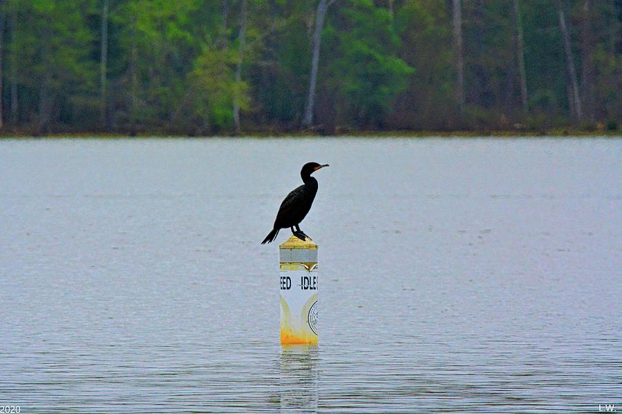 Idle Speed Cormorant Photograph by Lisa Wooten