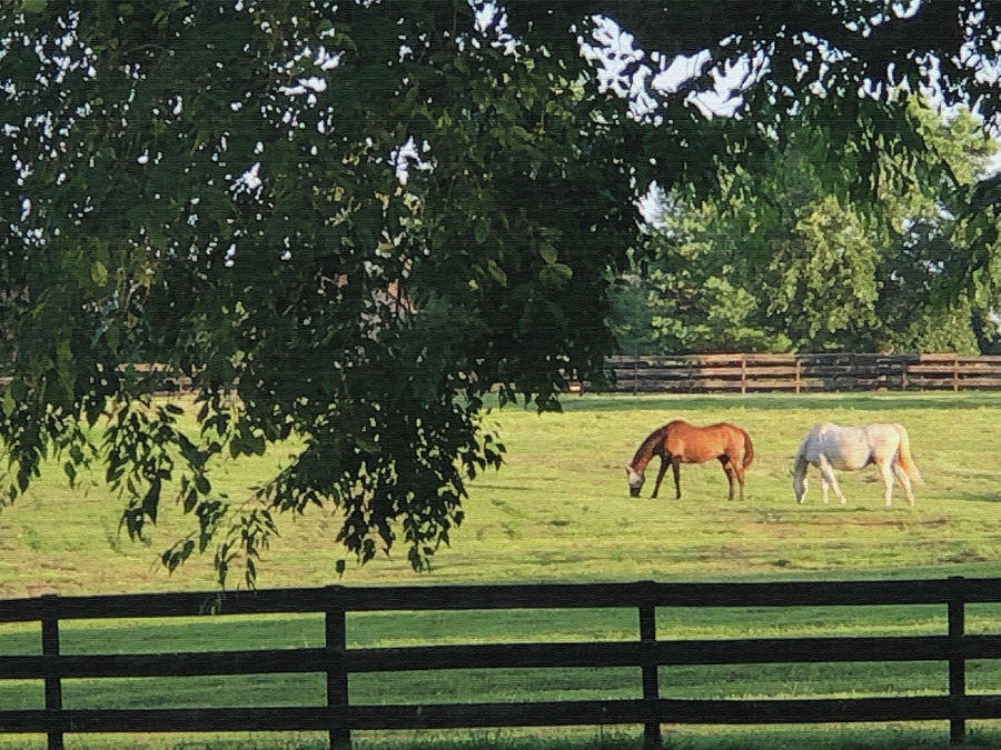 Idyllic Virginia Horse Farm Digital Art By G Schoolfield Fine Art America