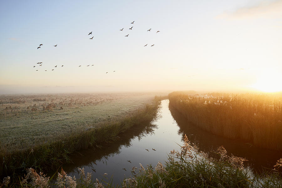 Idyllic landscape and flying geese at sunrise, rural scene Photograph by The_burtons