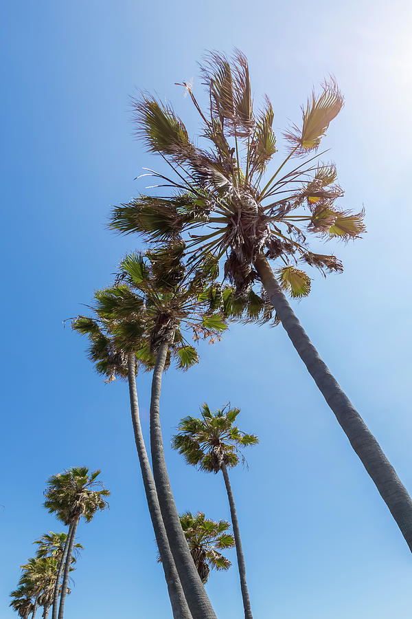 Idyllic palm trees and blue sky Photograph by Melanie Viola - Fine Art ...