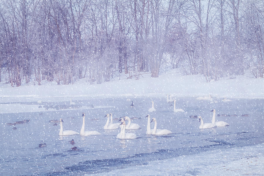 Idyllic Swan Scene - Winter Snow Photograph by Patti Deters