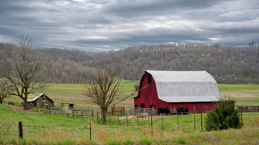 Idyllic TN - cattle in valley pasture at barn on the Cumberland Plateau near Cookeville TN Photograph by Peter Herman