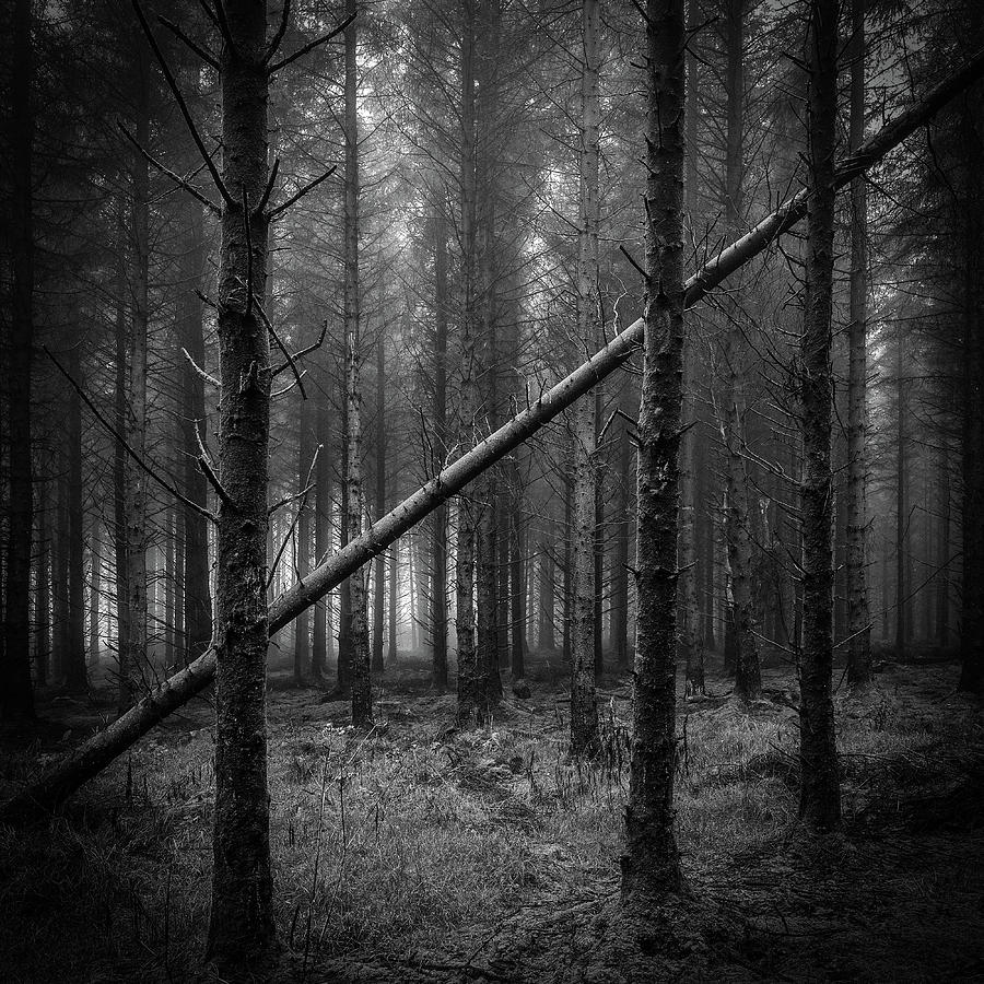 If a tree falls in a forest... Photograph by Nigel R Bell