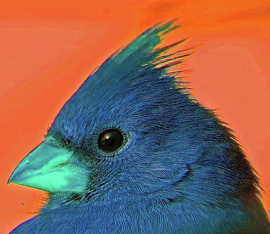 If Cardinals Were Blue Photograph by Linda Stern