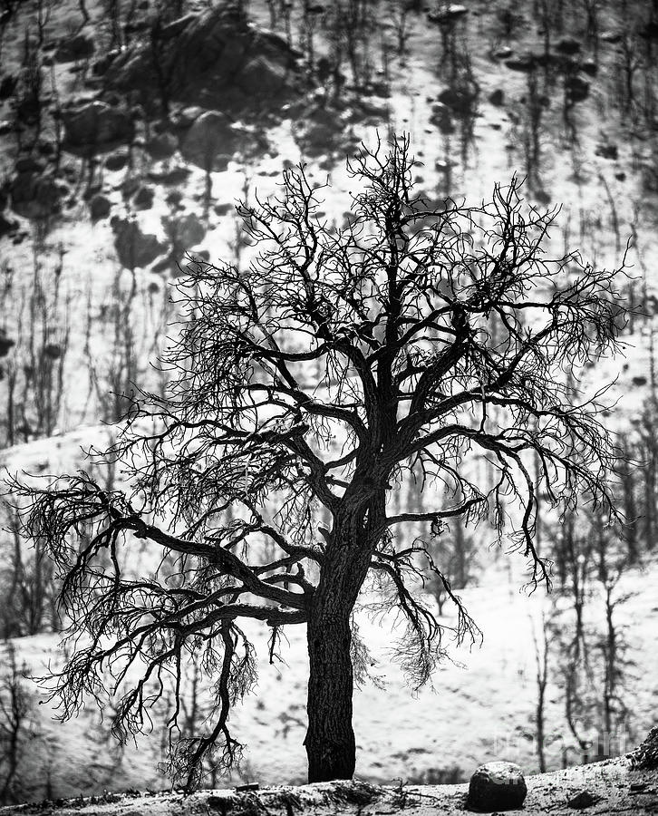 If Cruella De Vil Were A Tree Photograph by Doug Sturgess