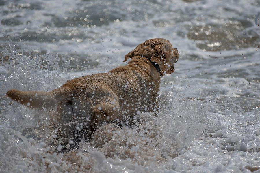 If Dogs Experience Joy Photograph by Linda Bonaccorsi