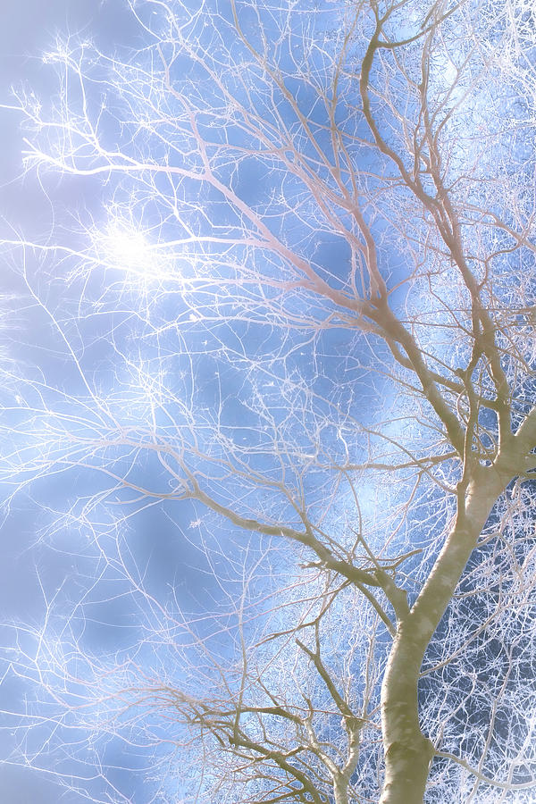 If Trees Became Snowflakes Photograph by W Craig Photography