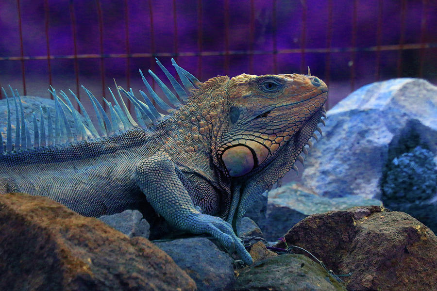 Iguana 1 - Abstact Photograph by Ron Berezuk